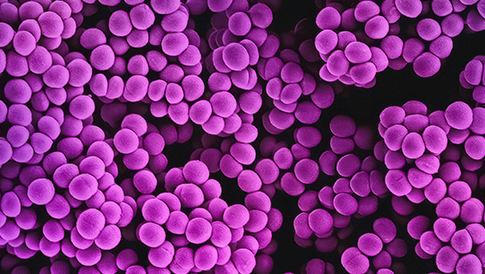 微生物細(xì)胞計數(shù)